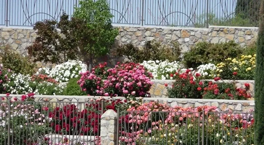 El Paso Metropolitan Rose Garden